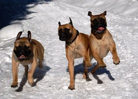 Siiri and her sons Jakke & Onni 3.2011